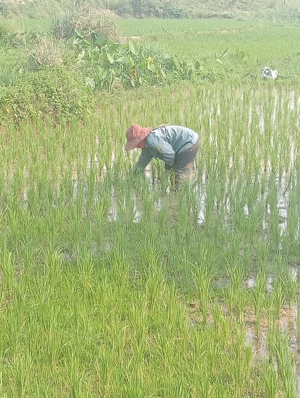 Toàn cảnh lễ phát động