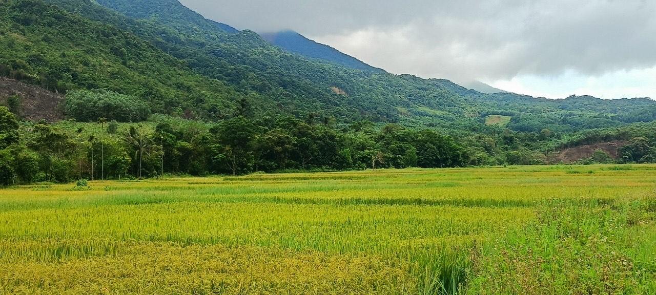 Toàn cảnh lễ phát động