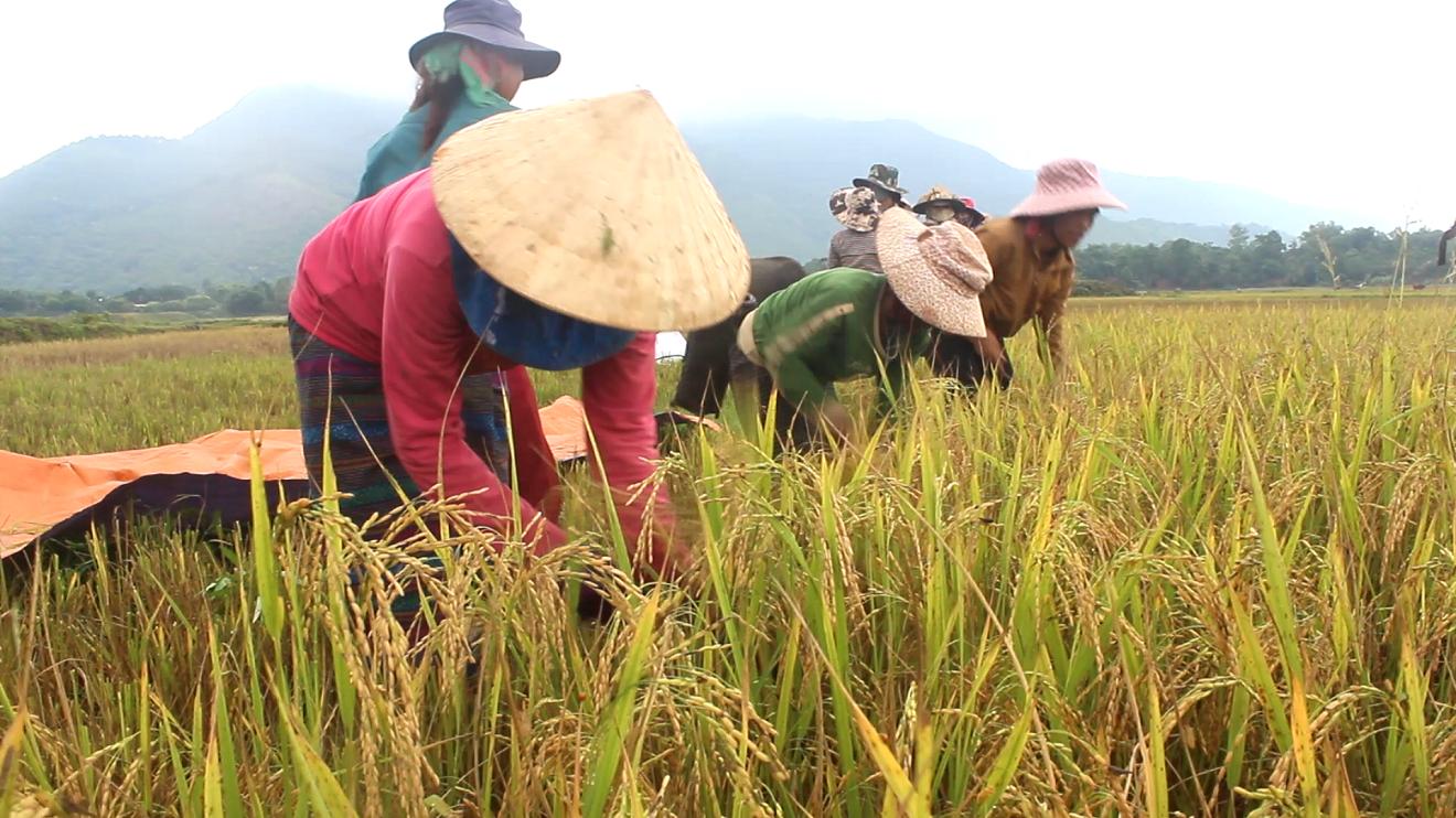 Toàn cảnh lễ phát động